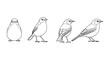 © LOBSTER LARRY - Line art bird stages of growth in minimalist style