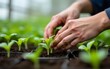 © wu - Close-up of hands carefully handling young seedlings in a greenhouse, showcasing growth and nurturing. High quality