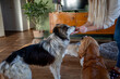 © fotodrobik - Two dogs accepting treat from owner, closeup indoor portrait on soft rug with warm light, gentle hand interaction, focused expressions and calm companionship between human and pets