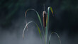 © Muhammad - A captivating closeup of a cattail, its velvety brown spike standing tall amidst a misty backdrop, evoking a sense of tranquility and natural beauty in the serene marshland environment
