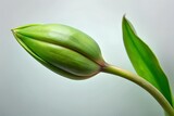 white tulip on green background