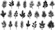© pixsource - Hand-drawn Black Vector Set of Coniferous Tree Branches, including Pine and Fir Sprigs with Cones. Botanical Evergreen Plant Elements Collection for Winter  Christmas Design.
