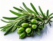 © mou - Fresh green rosemary sprig with aromatic leaves and bright green berries, perfect for culina.jpg