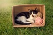 © Sergiu - Cute kitten relaxing in a cardboard box with balls of yarn