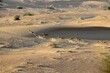 © Travel 'n' Lifestyle - View of a graceful herd of Arabian gazelles sprint across the undulating golden dunes under the warm sun, leaving trails in the desert sand, Dubai, Dubai, United Arab Emirates.