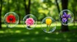 © toselan - Four bubbles, each containing a different vibrant flower, float against a blurred green park background