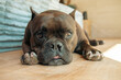 © RooM The Agency - Close-up of a Miniature brindle pit bull with cropped ears lying on a wooden floor in the sunlight
