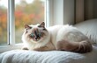 © Pete - A beautiful Ragdoll cat with striking blue eyes rests near window. The fluffy pet is indoors lounging on a white surface. Sunlight illuminates the cute feline creating a peaceful home scene.