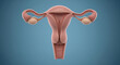 © Olga Ко - Modelo 3D minimalista do útero feminino – conceito do sistema reprodutor feminino, foto médica