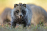 Jenot (Nyctereutes) raccoon dog