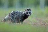 Jenot (Nyctereutes) raccoon dog