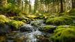 © Daria - Serene forest creek flowing gently over moss-covered rocks surrounded by tall trees and dappled sunlight in a peaceful natural woodland setting