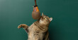 © nndanko - Adult cat plays with a hanging pear toy against a green chalkboard.