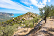 © pkazmierczak - Olive trees on a sunny hillside with sweeping sea views along the Gargano Peninsula, Apulia, Italy