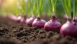 © Viktor - Purple onion bulbs with vibrant green shoots sprout from dark rich healthy garden soil in neat rows. Fresh organic vegetables grow in sunny field, farming, agriculture, spring cultivation, natural