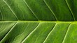 © Fajri Mulia Hidayat - Horizontal macro photography of green taro leaf veins showing detailed organic patterns for nature background concepts.