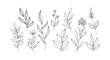 © Ariestia - Collection of delicate botanical line art illustrations featuring various foliage and floral elements
