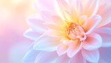 This close-up shot of a pink and yellow dahlia flower is shown in soft focus. The petals are tightly packed together, with the bright yellow center fading to pink. byer