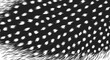 © Vektor - Close up of guinea fowl feather pattern.