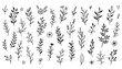 © Jonathan - Collection of hand-drawn vector botanical elements. Set of doodle-style branches, leaves, flowers, and twigs for decorative design