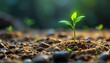 © Luminostock 54 - startup investment growth ecosystem sustainability concept. A young plant sprouts from the soil, surrounded by pebbles and soft light.