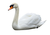 Elegant mute swan isolated PNG, graceful bird with white feathers on transparent background for design and nature-themed projects