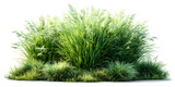 clump of grass isolated on a transparent background. Isolated grass on transparent background. side view clump of grass. Bunch of green grass isolated on transparent background. Grass PNG. Lawn PNG.