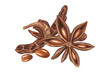© Masha_tolk_art - Star Anise with seeds in pods watercolor illustration on isolated background. Aromatic dried badian fruit seasoning for Asian recipes, baking decor, cooking book or Christmas and New Year drinks