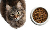 © kop - Cat stares at bowl of dry food, overhead, expectant