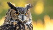 © akhmad - Stunning close-up portrait captures the intense gaze of an owl in natural outdoor light