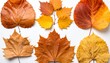 © theshooter - Hojas de arboles otoñales variadas, en composición ordenada sobre fondo blanco, mostrando colores cálidos y texturas naturales. Imagen o recurso para decoración estacional, diseño gráfico o collage