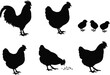 © Parvej Creatives - Set of black vector silhouettes featuring a rooster, hens, and baby chicks, with one hen pecking seeds, isolated on white background.