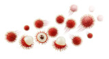Lush rambutan fruit with spiky red exterior and white flesh isolated on white background, delicious and fresh