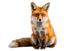 © MarufIslam - Red fox sitting isolated on transparent background