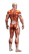 © Infotique Studio - x-default Human Musculature with Highlighted Pain Points