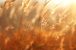 © kichigin19 - Autumn nature view, dry grass on a sunny day, the background of the outgoing season in warm tones