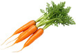 © Julie - Isolated Carrots with Green Tops, Fresh Raw Vegetables, Healthy Vegetarian Food Ingredient