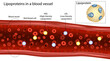 © sakurra - Lipoprotein Transport Inside a Blood Vessel – HDL and LDL Medical Illustration. Cholesterol Lipoproteins Circulating in the Bloodstream  Scientific Diagram