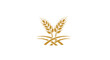 © AHMAD KHOIRI - Golden wheat stalks with intertwined stems, representing agriculture and harvest, on a white background.