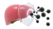 © Iryna - 3D visualization of liver with transparent shield blocking cancer cells, medical protection and health defense