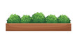 © Chloe - A long rectangular wooden planter box filled with neatly trimmed lush green bushes for garden or street decoration.