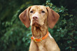 © otsphoto - young hungarian vizsla dog portrait in a collar outdoors