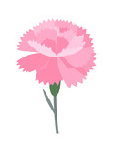 Różowy kwiat goździk ilustracja