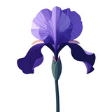 Irys kwiat ilustracja