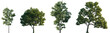 © Viktoria - Set of Fraxinus velutina and Fraxinus excelsior frontal set street trees isolated png on a transparent background perfectly cutout