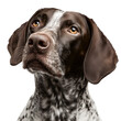 © Hiru - German Shorthaired Pointer isolated on white background