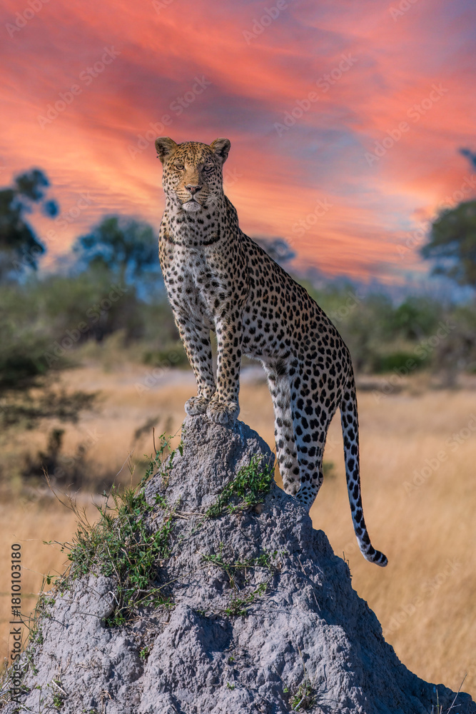 Stockfotot Best Africa wildlife. Panthera leopard, Panthera pardus ...