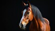 © Maryna - Close-up brown horse. White stripe forehead against solid black background. Image suitable animal themed projects. Highlights equestrian concepts, nature. Great for equine promotions.