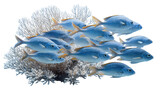 Underwater Photography: Underwater photography of a school of fish swimming through a coral reef, isolated on a Transparent background, PNG file.