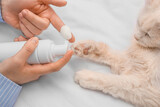 Female hands applying cleansing foam onto cat's paw on bed, closeup